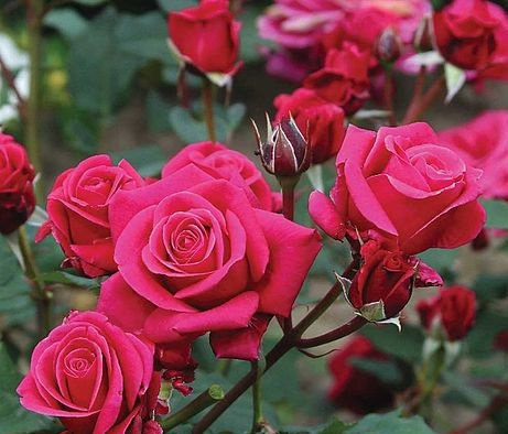 Charisma kvapni plika šaknis