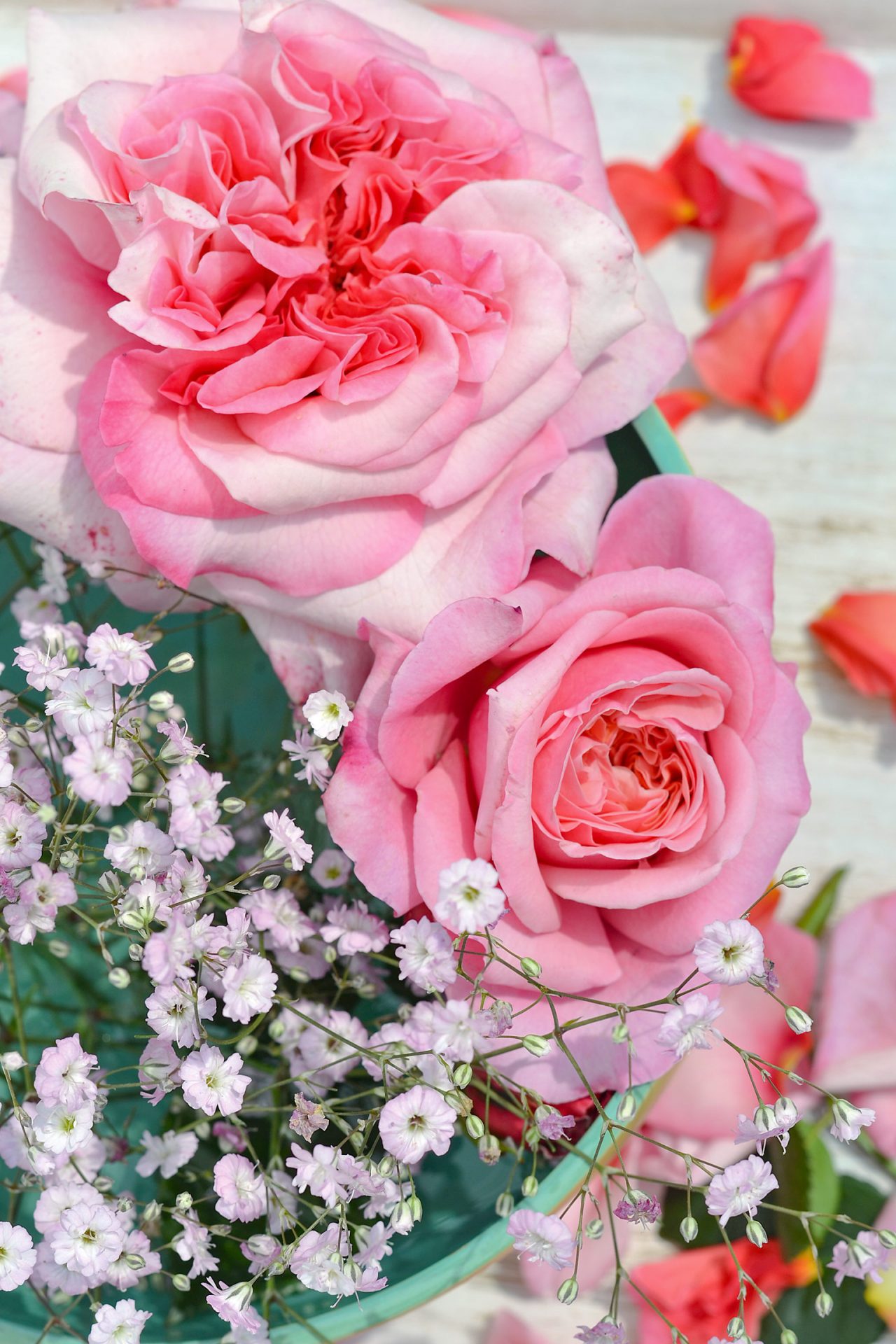 Comeback kvapni plika šaknis