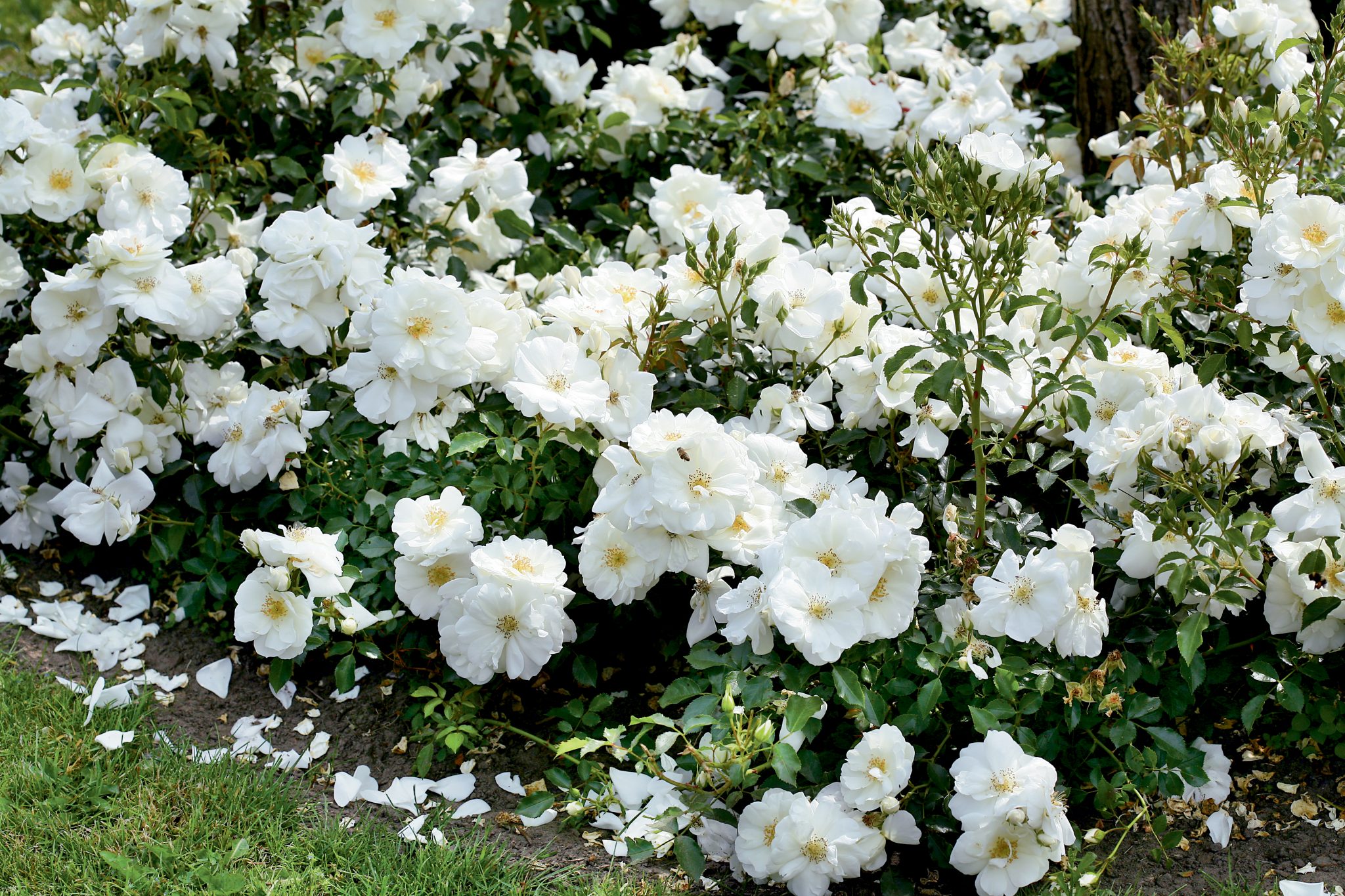 Schneeflocke plika šaknis