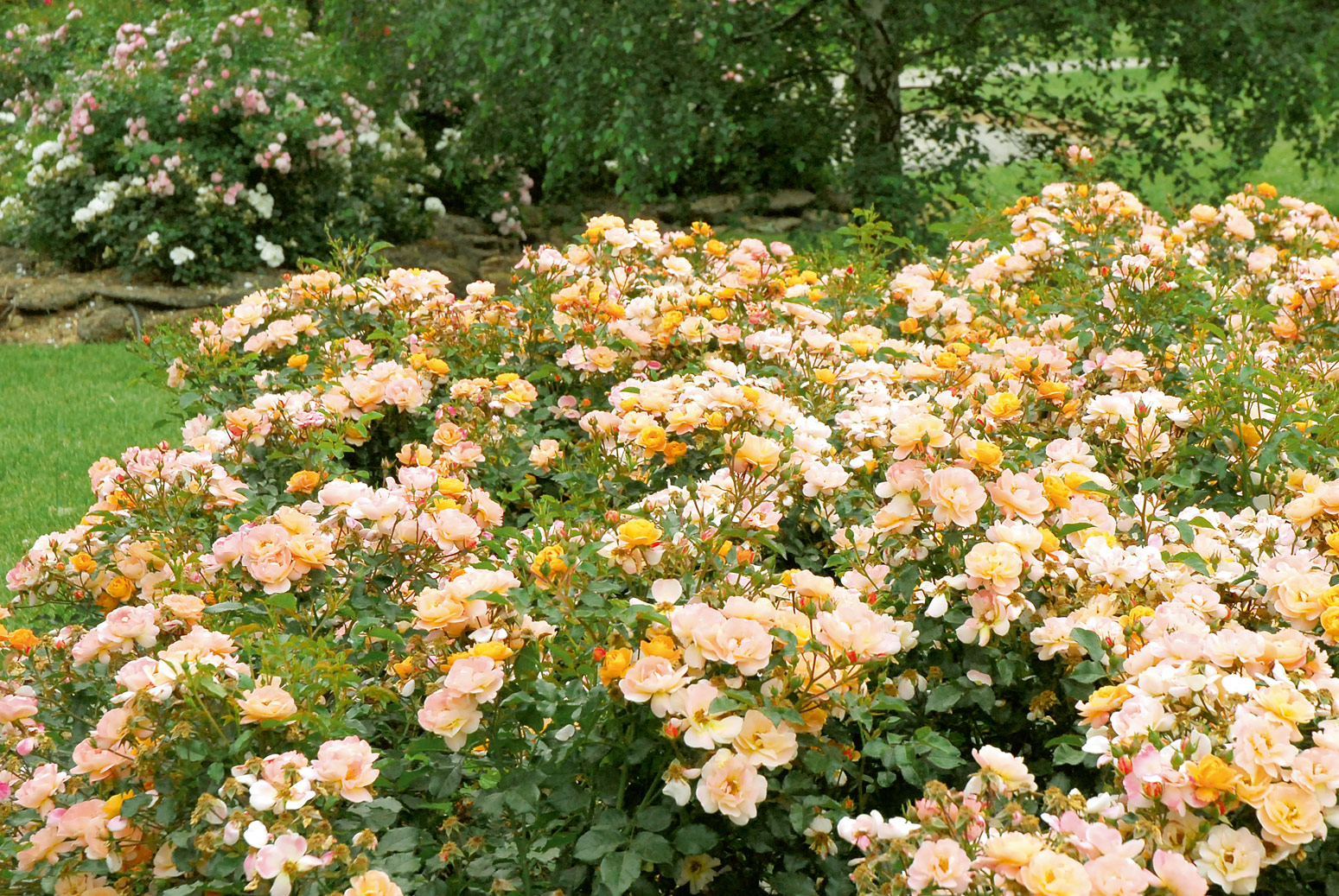 Sedana plika šaknis