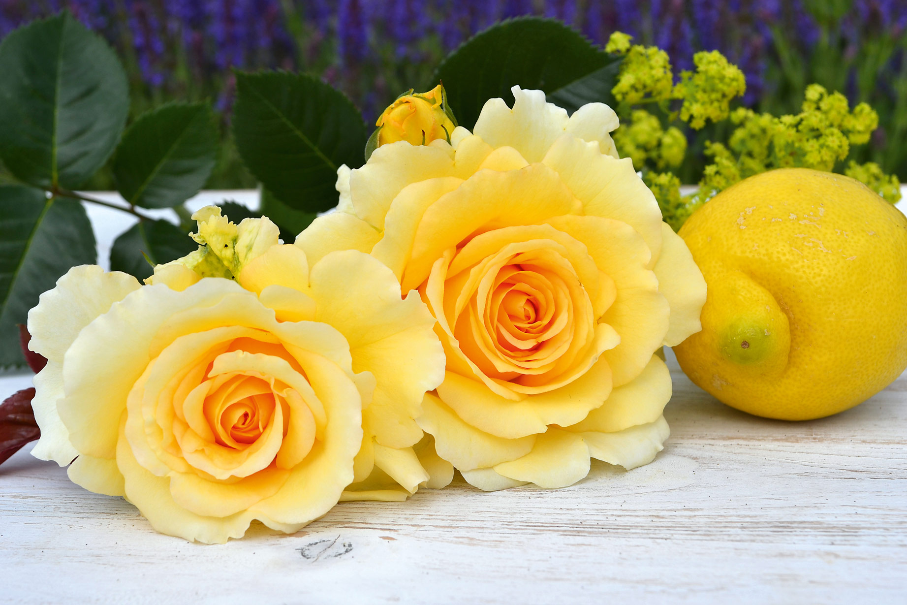 Sommergold kvapni plika šaknis