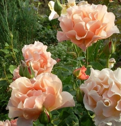 Women’s Choice kvapni plika šaknis