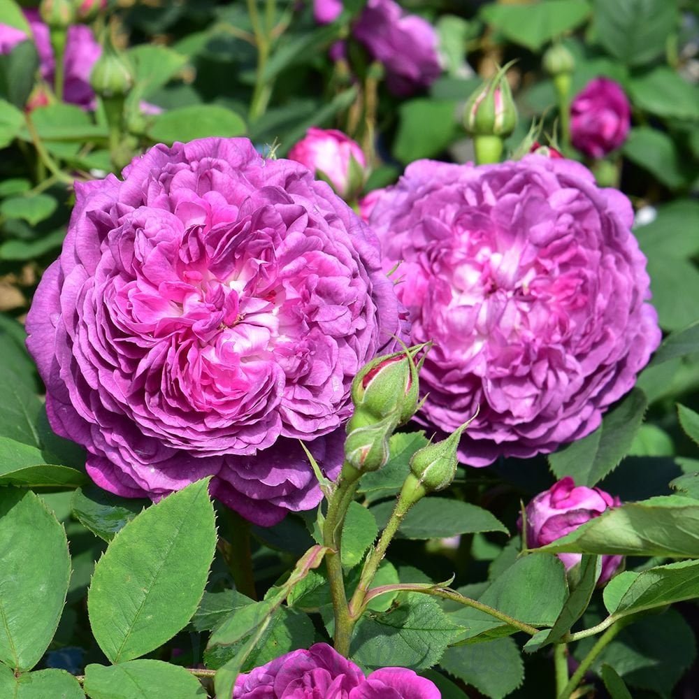 Reine des violettes kvapni  plika šaknis