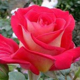 BICOLETTE plika šaknis