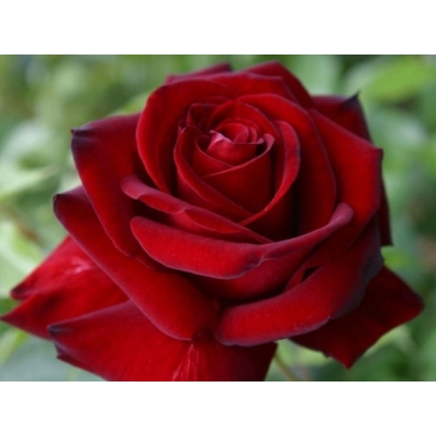 Cygne Noir plika šaknis