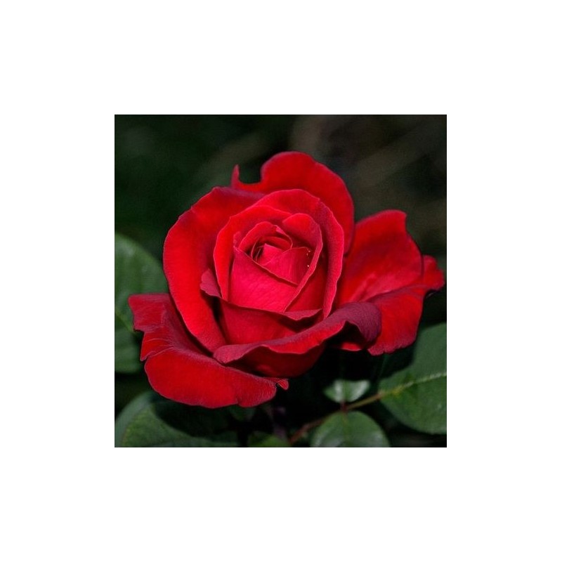 FULGURANTE plika šaknis