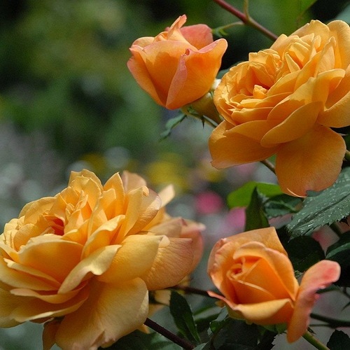 Orientalia plika šaknis