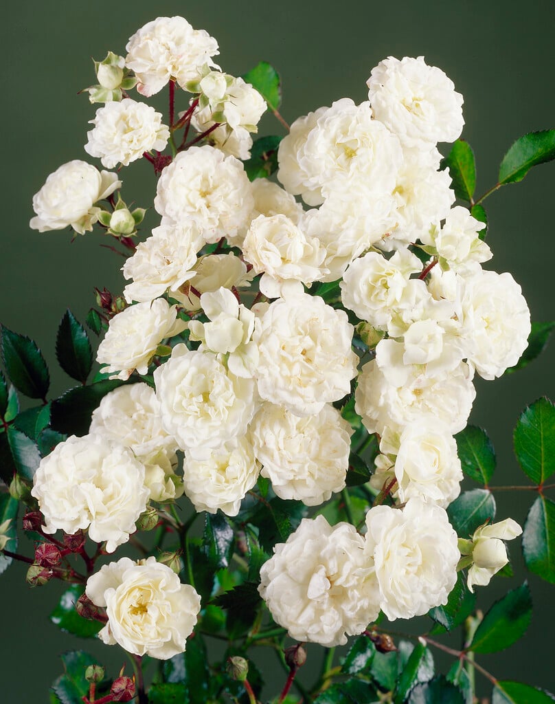 ALBA MEIDILAND plika šaknis