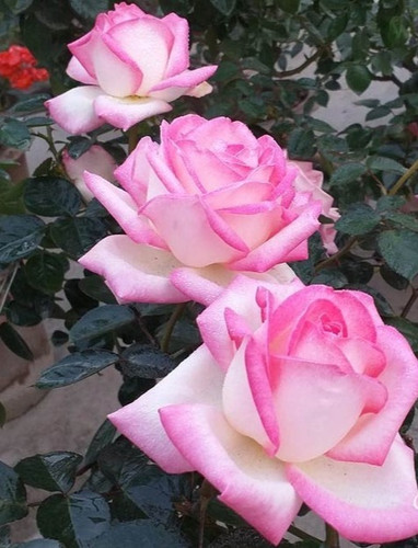 PRINCESSE DE MONACO kvapni  plika šaknis