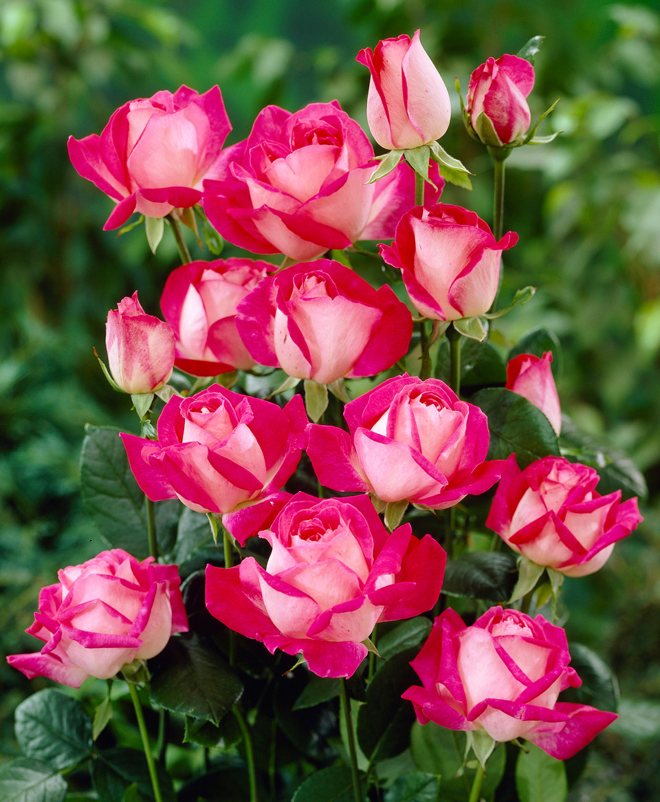 Gaujard kvepianti plika šaknis