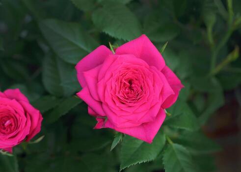 Pink Muschimara vijoklinis  vazone vijoklinis