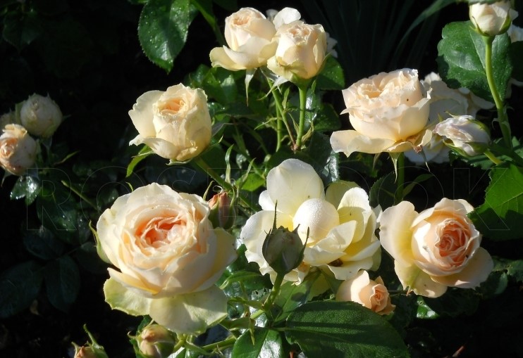 Henrietta Barnett plika šaknis