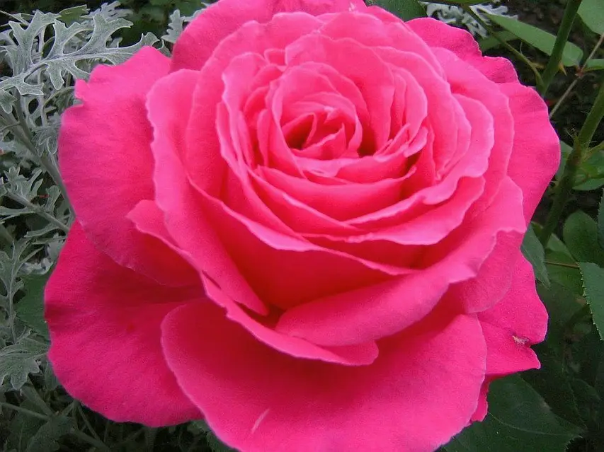 VENROSA kvepianti ''Dovana'' perkant 10vnt.