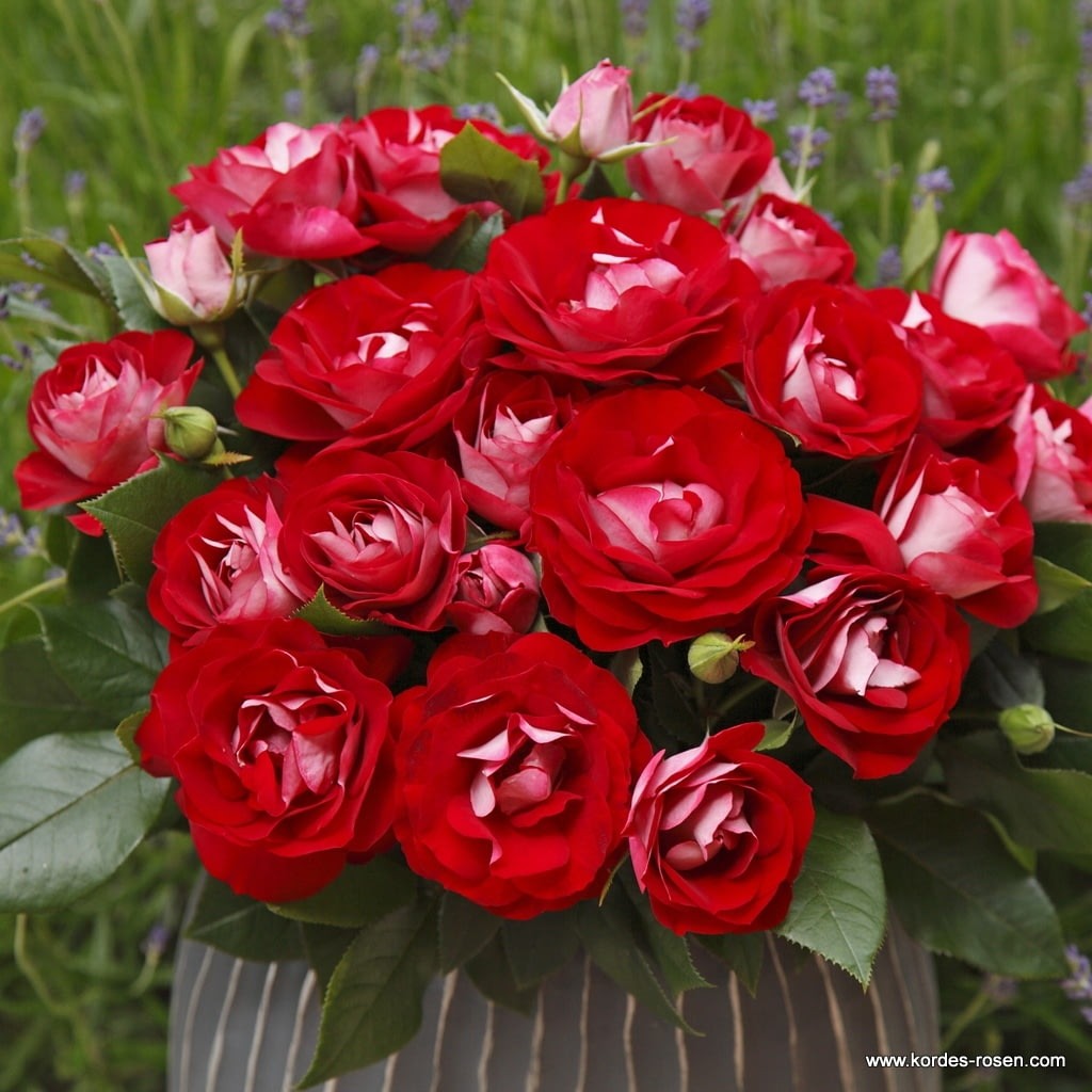 Rose der Einheit plika šaknis