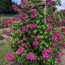 Purple Siluetta plika šaknis