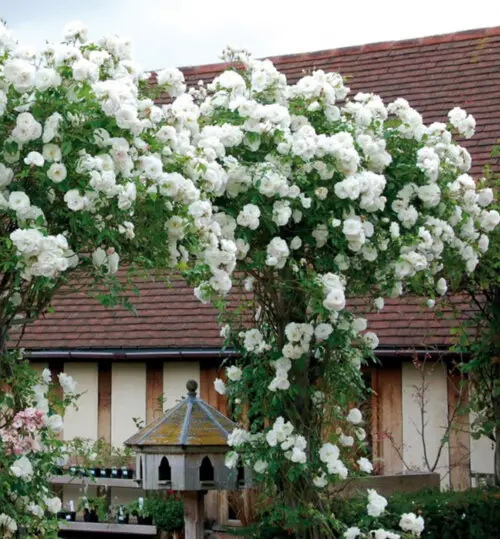 ICEBERG  ''DOVANA'' perkant 10 vnt.