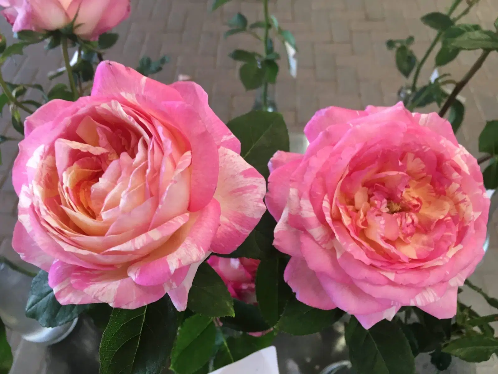 Never Ending Story kvapni plika šaknis