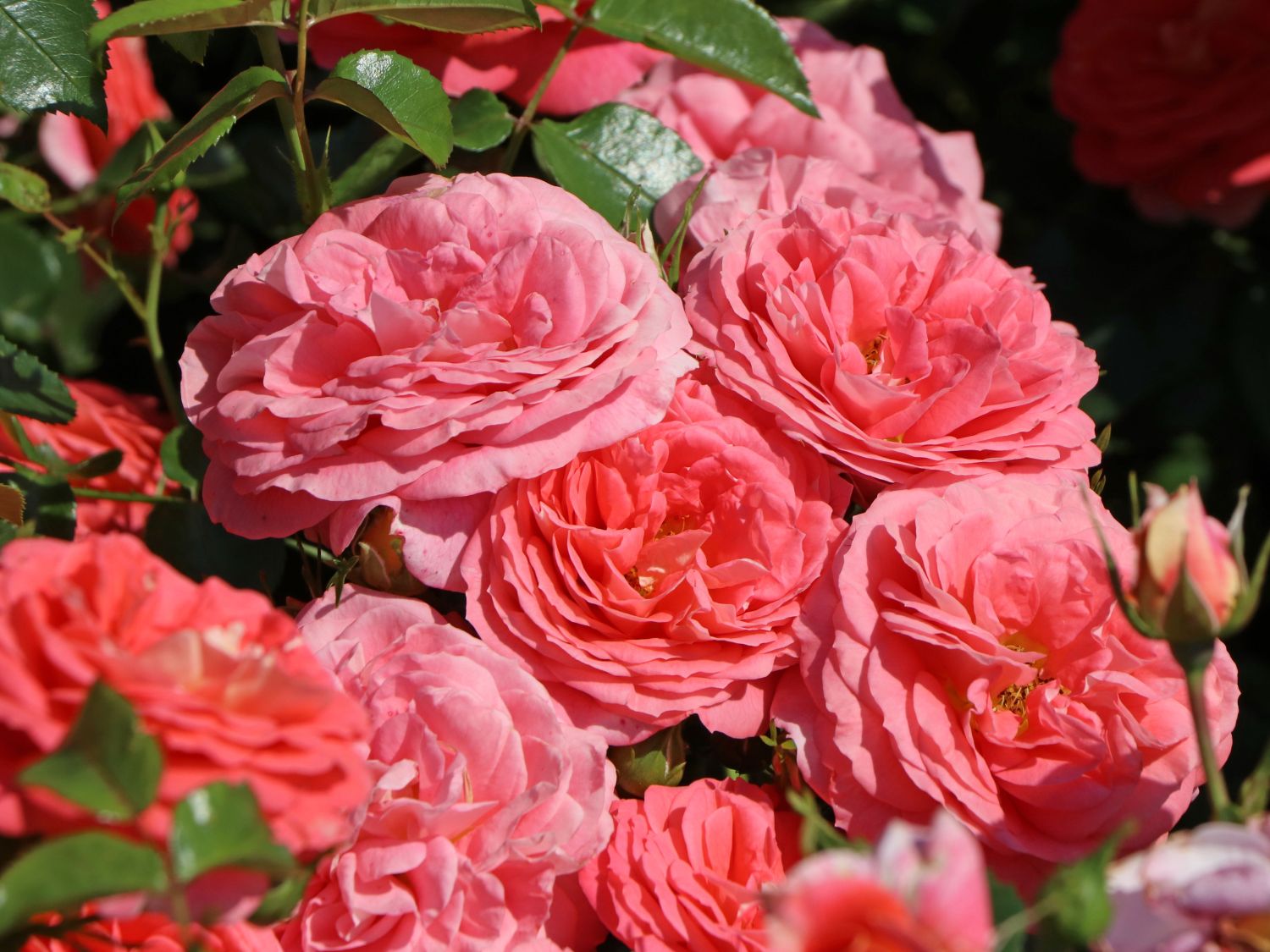 Sommersonne plika šaknis