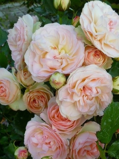 PASTELLA plika šaknis