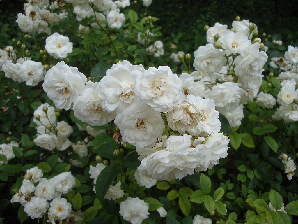 SCHNEEWITTCHEN plika šaknis