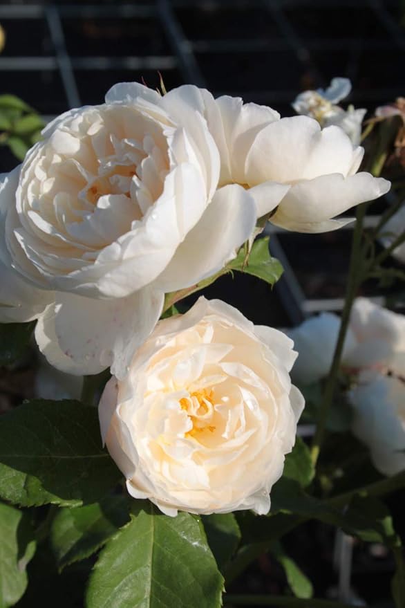 WILLIAM AND CATHERINE (AUSRAPPER) Naujiena plika šaknis