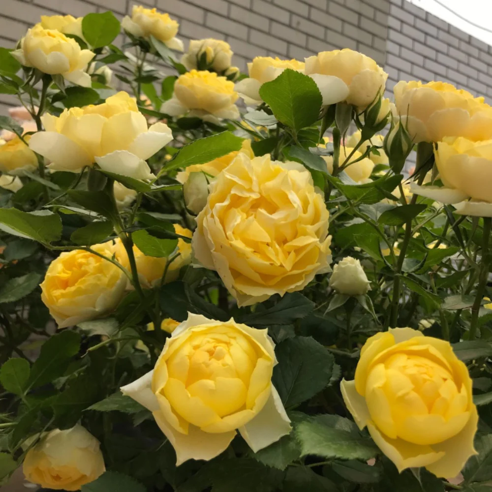 THE POET`S WIFE plika šaknis