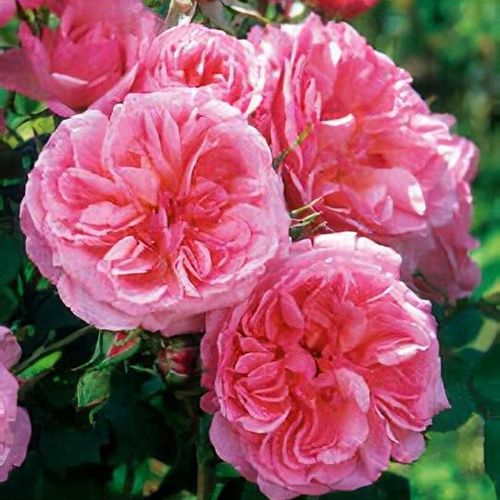 Hyde Hall plika šaknis