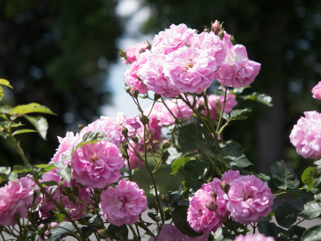 Levander Lassie pakalnučių kvapo plika šaknis