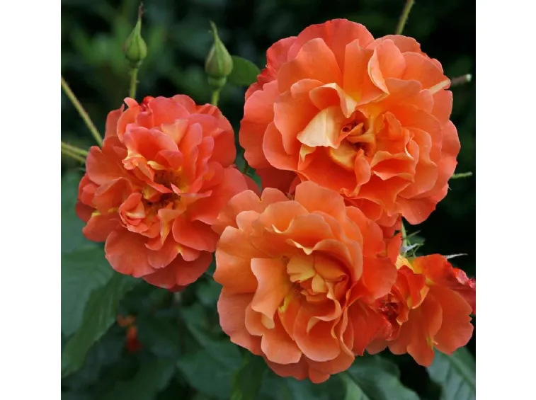 Westerland vijoklinis