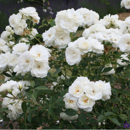 ICEBERG plika šaknis visada balti ziedai!