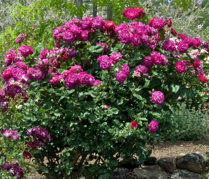 Outta The Blue plika šaknis. 🌱 Tinka pradedantiesiems