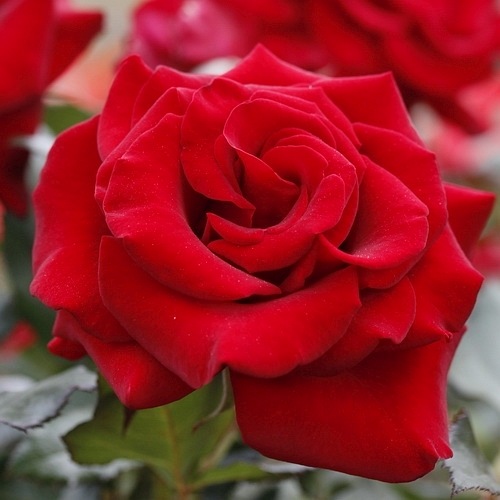 Ingrid Bergman vazone