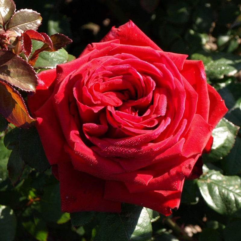 Burgund plika šaknis žiedas iki 14 cm