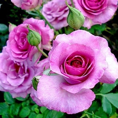 Violet parfume stambiažiedis vazone