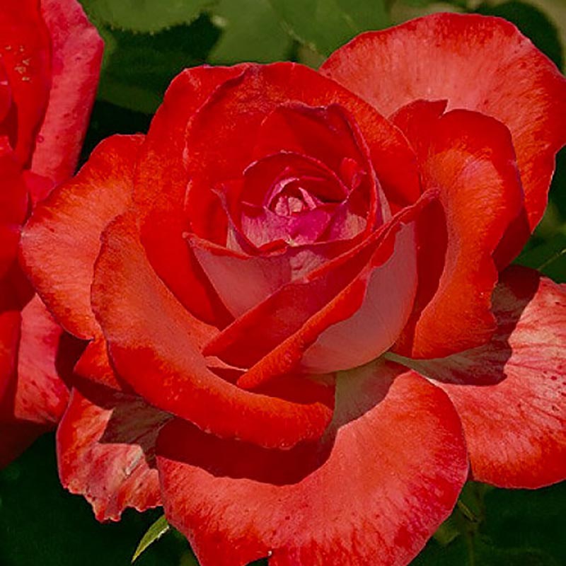 Caphorn plika šaknis