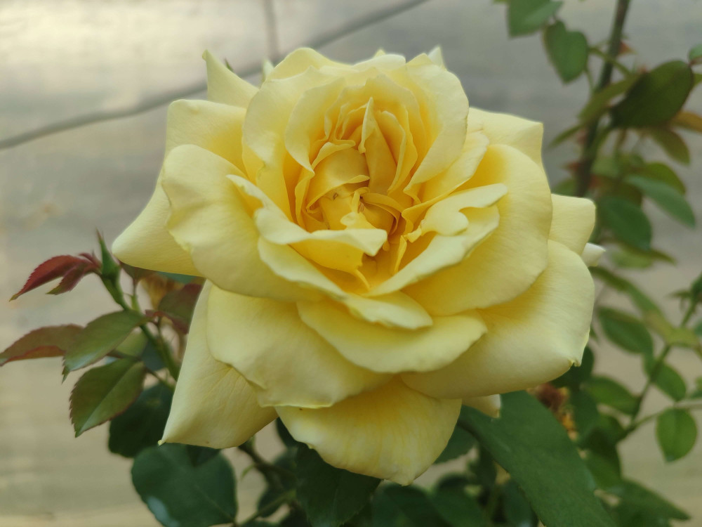 Landora plika šaknis