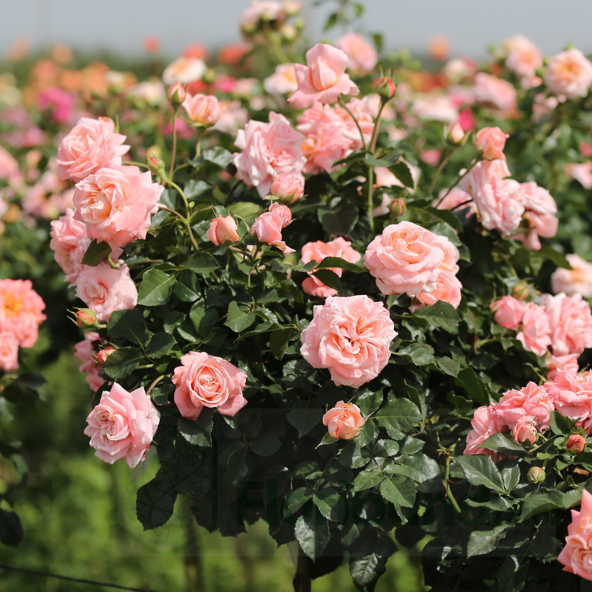 KALMAR Castle Poulkalm vazone