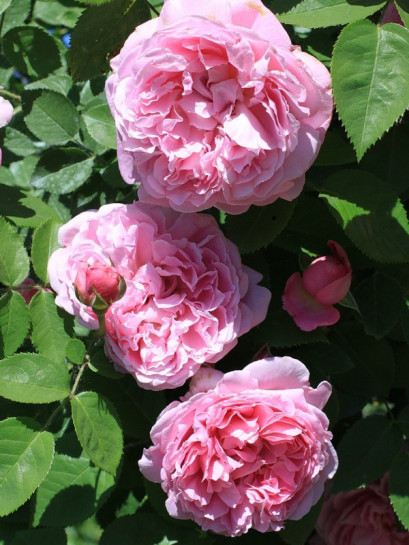 Ausmary  '' Dovana'' perkant  10vnt. plikų šaknų