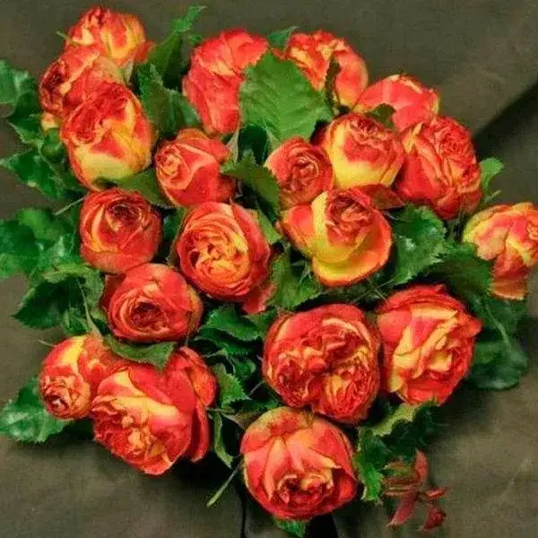 Dovana perkant 10 vnt. vazonų.