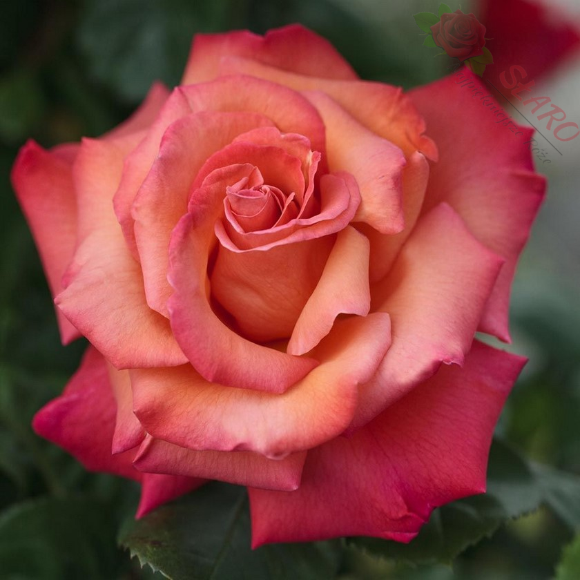 KRZYSZTOF KOLUMB plika šaknis