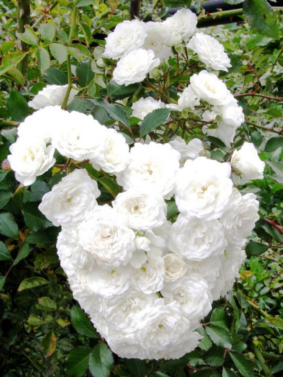 ALBA MEIDILAND plika šaknis