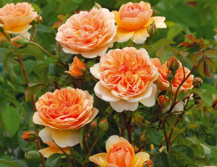 Port Sunlight plika šaknis