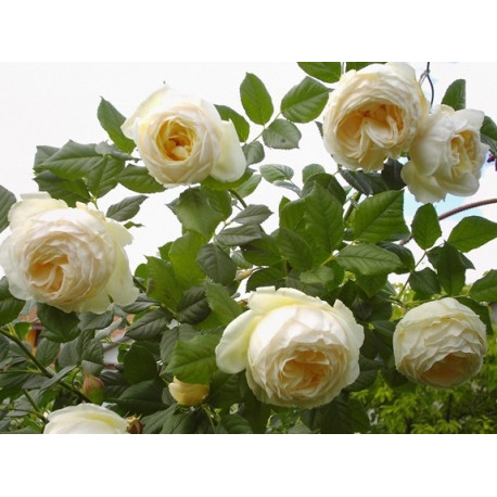 UETERSENER KLOSTERROSE  nostalgiška plika šaknis